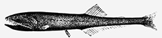 Sigmops bathhyphilus_claves_01